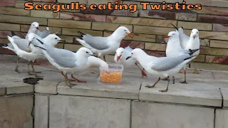 Seagulls eat an entire container of Twisties - A junk food feeding frenzy