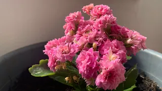 How To Water A Kalanchoe Plant