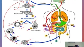 Entamoeba histolytica part-B