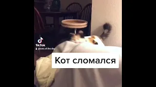 Кот сломался