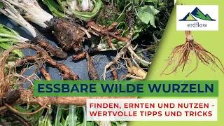 ESSBARE WILDE WURZELN – FINDEN, ERNEN UND NUTZEN