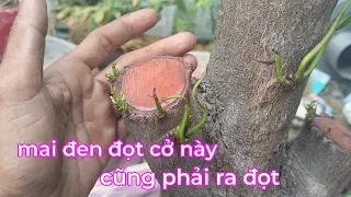 mai đen đọt cở này mà áp dụng cách này thì cũng phải ra đọt.không tốn tiền mà hiệu quả