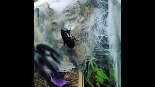 caribena versicolor gives me a little jump scare 😂🤣