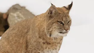 La semaine verte | Étude sur la population du lynx