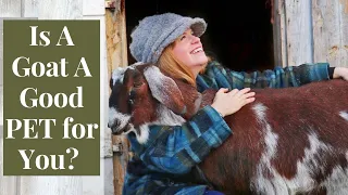 Goats for pets | What you need to know to get a pet goat