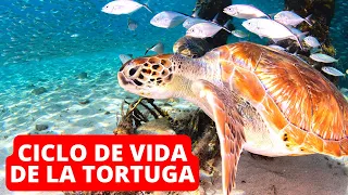 El ciclo de vida de la tortuga de mar: etapas, nacimiento, desarrollo, anidamiento 🐢