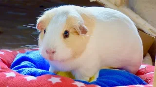 6 Golden Rules of Guinea Pig Care