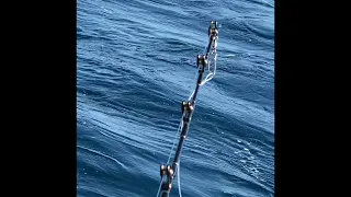 Marlin hook up on live bait 06-07-2021