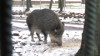 Dziki opanowały Jaworzno 23.01.2024