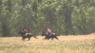 Краснотуранск 2 скачка 2015(Лошади-Horse–Animal-racing-конь-смотреть-онлайн-скачки)