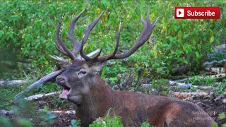 Sēlijas Rudens Kronis 2023 Red deer rut