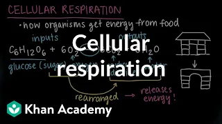 Cellular respiration | Food and energy in organisms | Middle school biology | Khan Academy