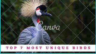 4K 10 bit color amazing African birds, (4K) Breathtaking colorful birds of rainforest.