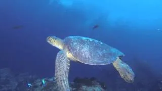 Cocos Island Dive Highlights - July 2013