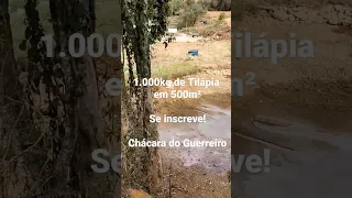 1.000 kg de tilápia em 500m² de lâmina d'água - Produção de Tilápia.