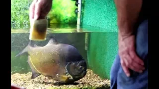 Piraya Piranha Big Moby water change O MY!