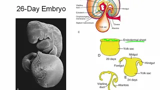 Week 4: Embryonic Folding