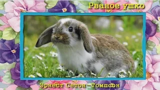 Рваное ушко Э. Сетон-Томпсон (аудиосказка для детей)