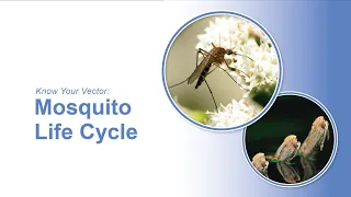 Know Your Vector: Mosquito Life Cycle