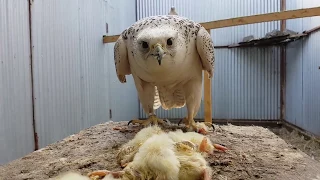 Visiting the parents of Yoll the eagle-owl. A nursery of birds of prey, dogs and horses