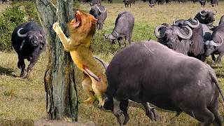 The Unlucky Lion Dies Among the Wild Buffalos - Wild Buffalo VS Lion !