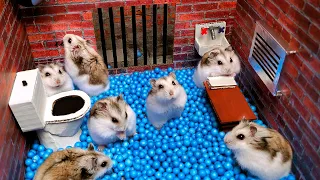 Hamster Escapes from the Prison Maze for Pets in real life 🐹 in Hamster stories Part 4