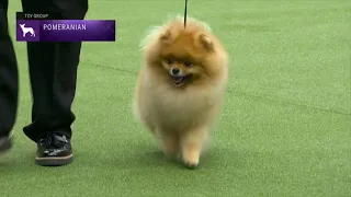 Pomeranians | Breed Judging 2023