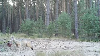 Ostatni spacer sarny, dobry obiad wilka