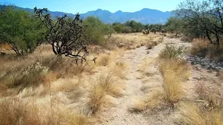 Desert Survival - How To Find Water In The Desert