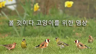 고양이 텔레비전 🐱 작은 새들 🐱 여덟 시간