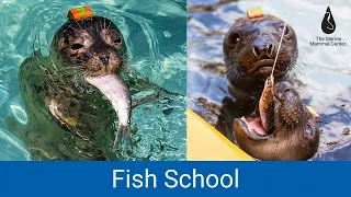 What is Fish School? | The Marine Mammal Center