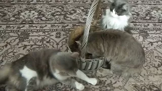 Приколы с котами и кошками для поднятия настроения! коты и корзина /Cats fighting