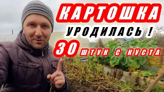 МОЩНЫЙ урожай картофеля без окучивания и прополки. Картошка УНИКА и САРПО МИРА - рекордный урожай!