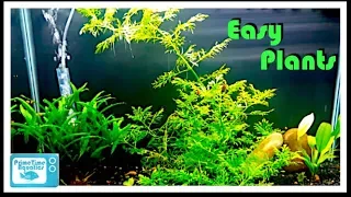 Great Beginner Plants for Your Aquarium!