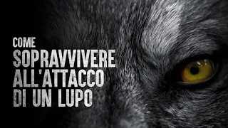 Come sopravvivere all'attacco di un lupo