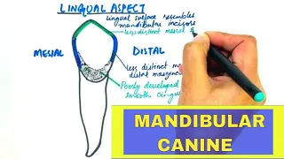 Anatomy of Mandibular Canine - Tooth Morphology