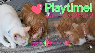 Adorable Kitty Playtime 😻  Uh-Oh Angel Kitty 😾 and Community Cat Parents!