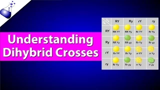 Dihybrid Genetic Cross