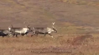 Caribou and Reindeer Video Footage