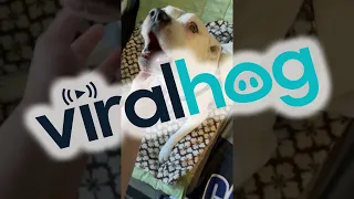 Reuniting With Deaf And Blind Dog || ViralHog