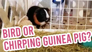Guinea Pig Chirping, Rare Sound