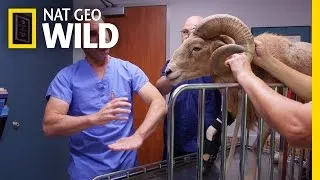 Saving a Disabled Ram | Animal ER