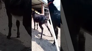 Funniest Donkey Ever Donkey Training the fun way 393