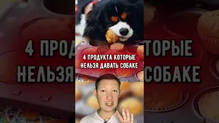 Не давай эти продукты своей собаке!