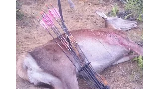 Red deer recurve hunt