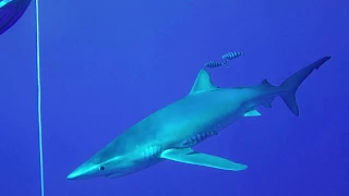 Blue Shark. Azores.Portugal. Scuba dives with Blue Sharks. Atlantic Ocean.