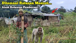 Rumah Gubuk Sendirian Tepi Jurang Gunung Ungaran Ditemani Ratusan Monyet Liar