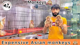 Asian monkeys 🙉 pets market ramzan tollintal market
