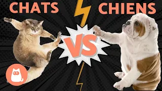 CHIENS VS CHATS, qui va gagner?