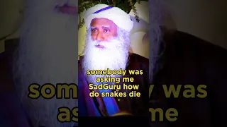 🐍 Mystery of snakes death #shorts #sadhguru